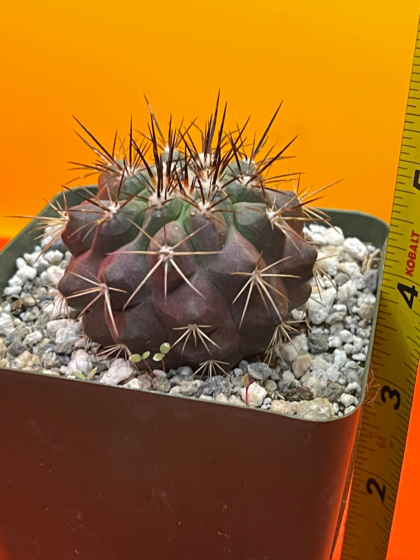 Copiapoa !!!