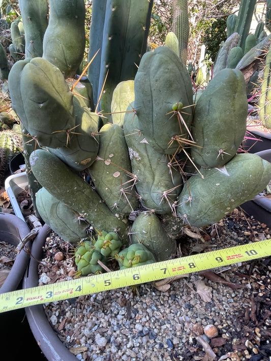 Bare root cactus