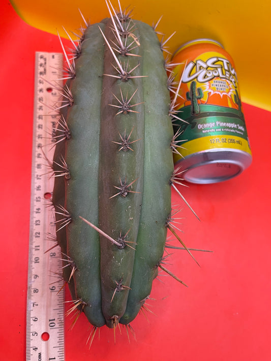 Trichocereus puquiensis