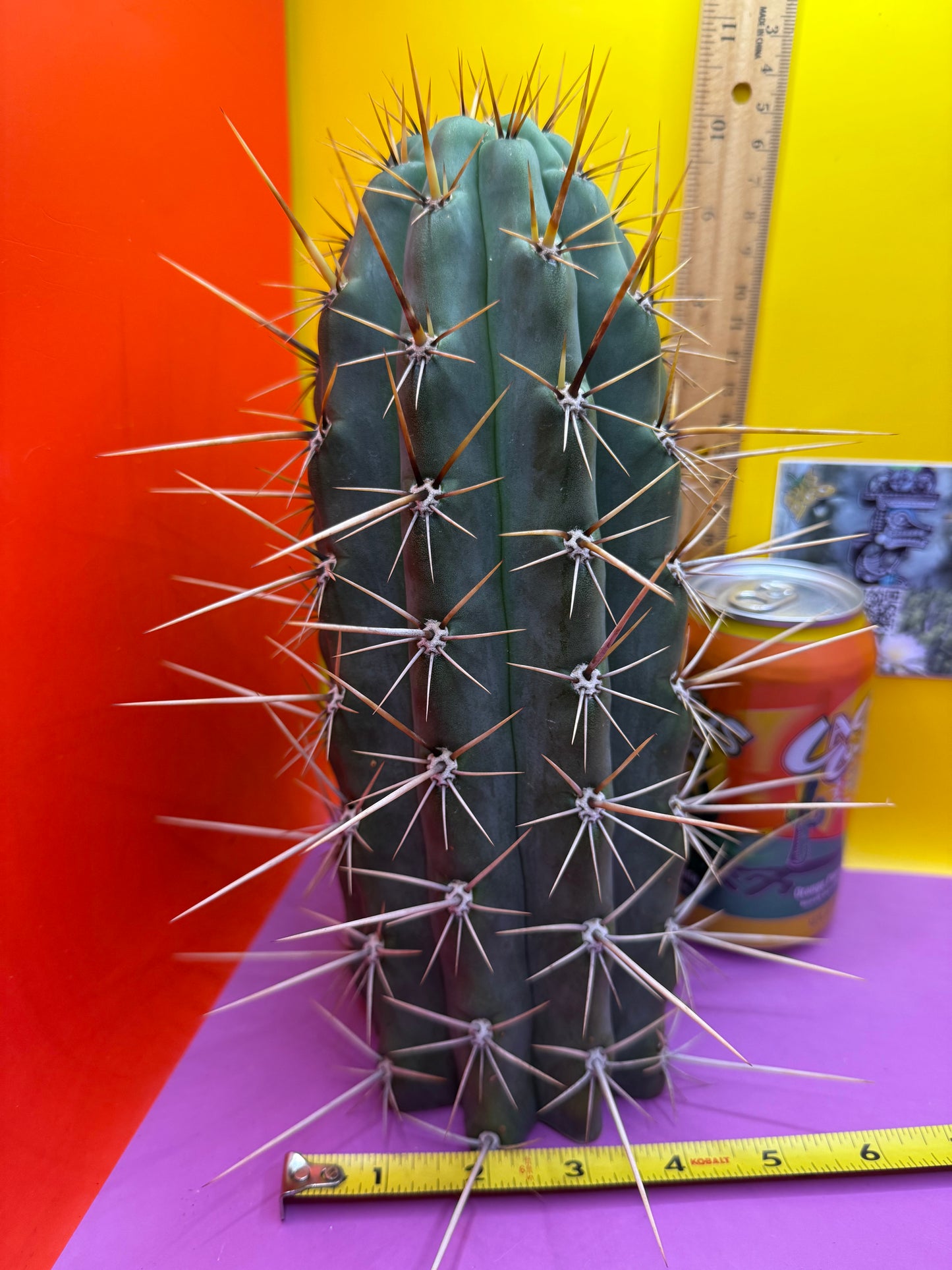 HUGE “SWAMP THING”trichocereus Cultivar !! Super thick