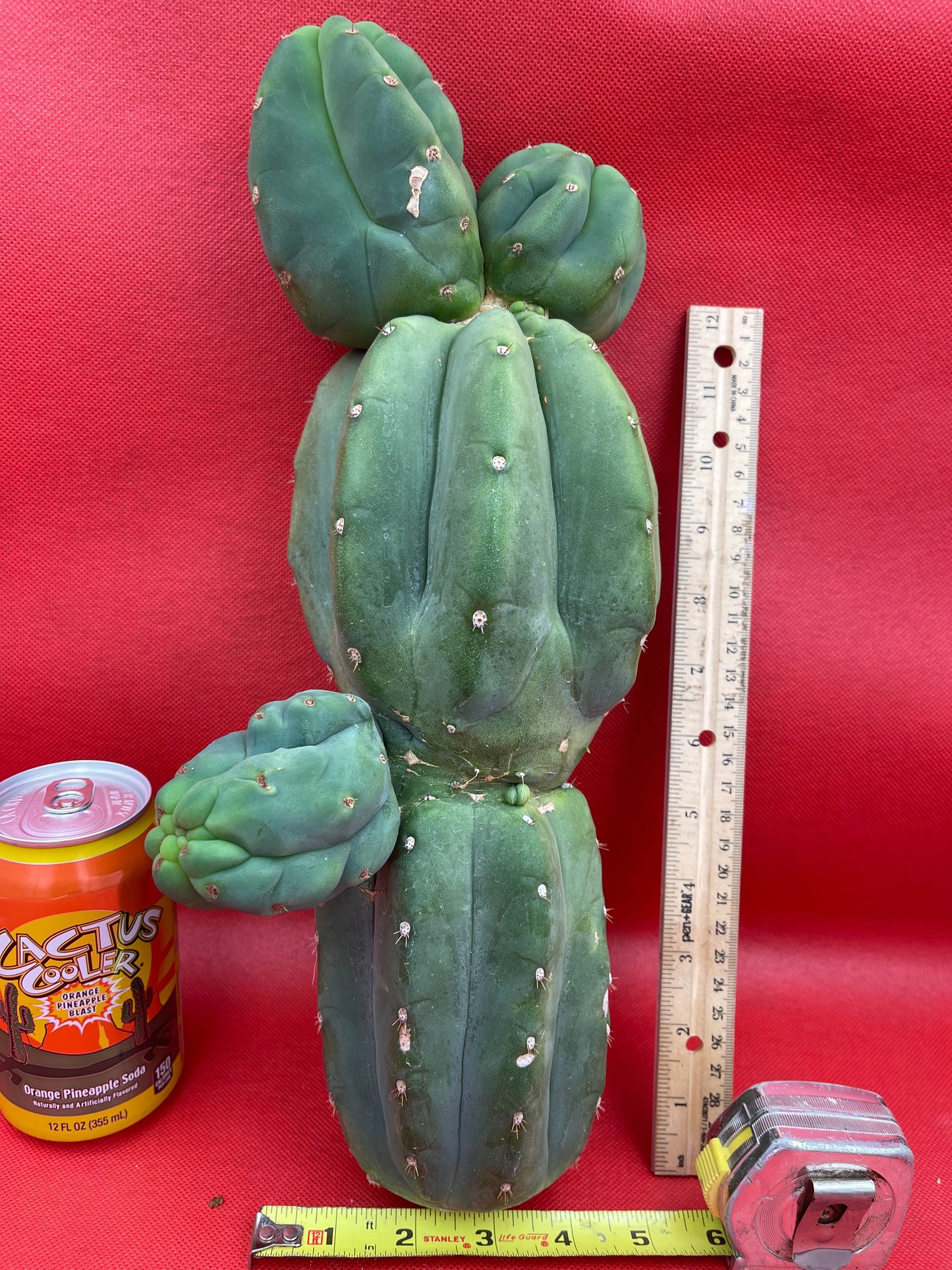 Weirdo Cahuilla !! 5” thick