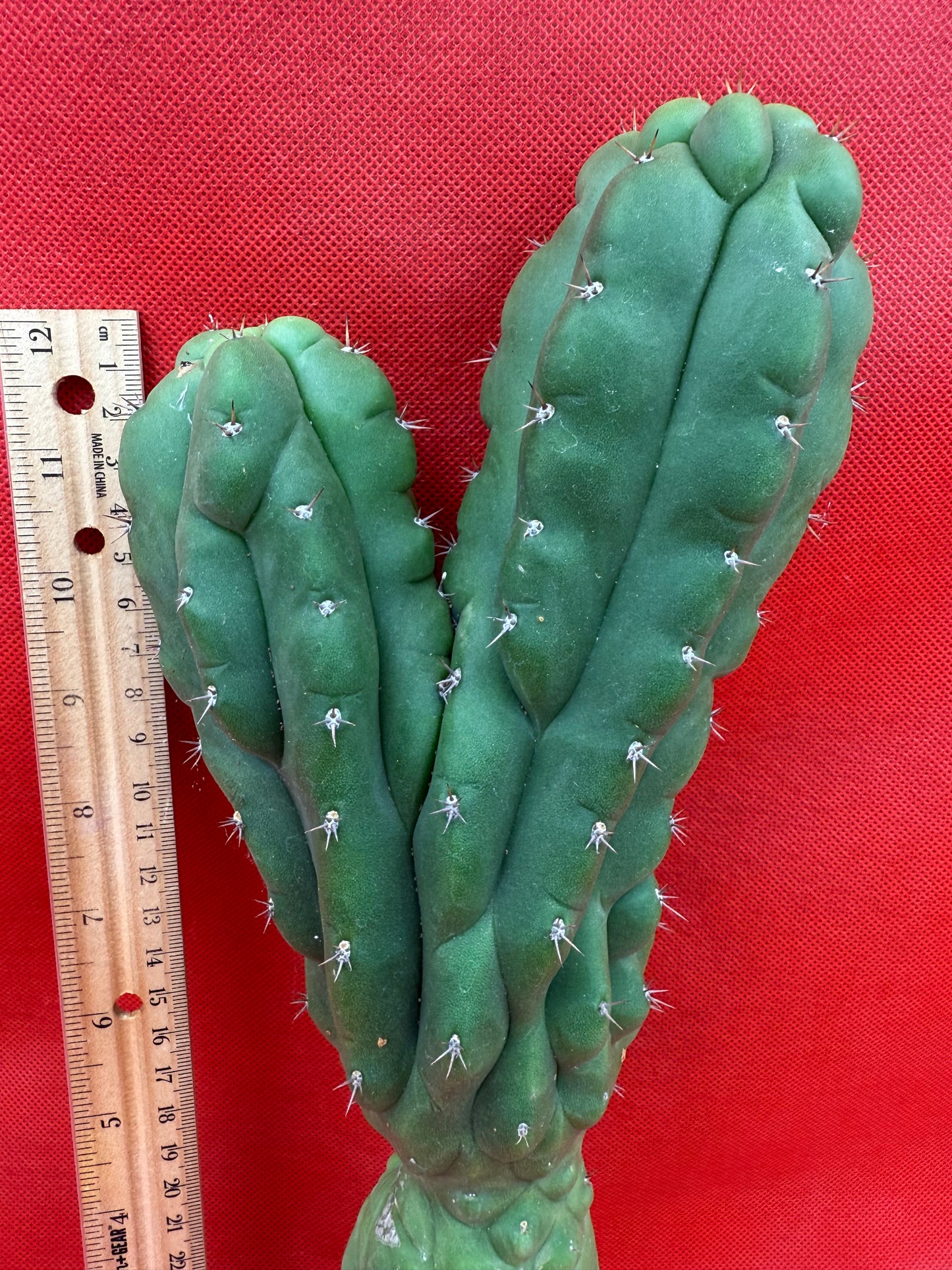Dicot TPM !! Trichocereus Pachanoi monstrose