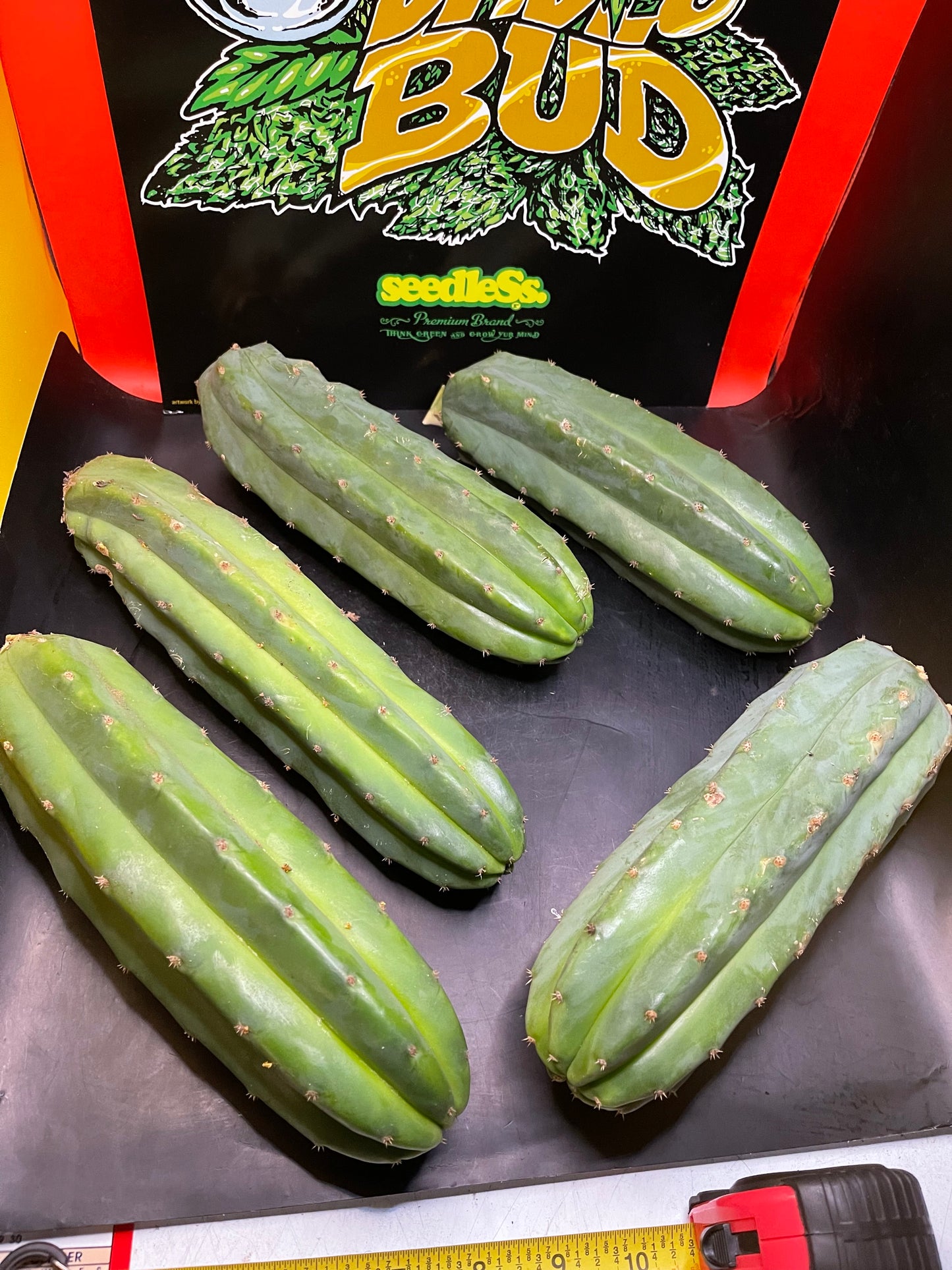 5 San Pedro cactus cuttings!