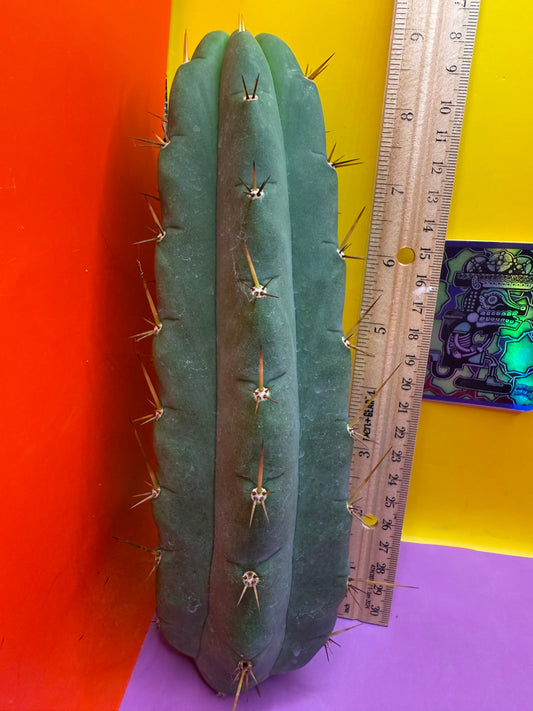 Yowie x Wowie cactus cutting