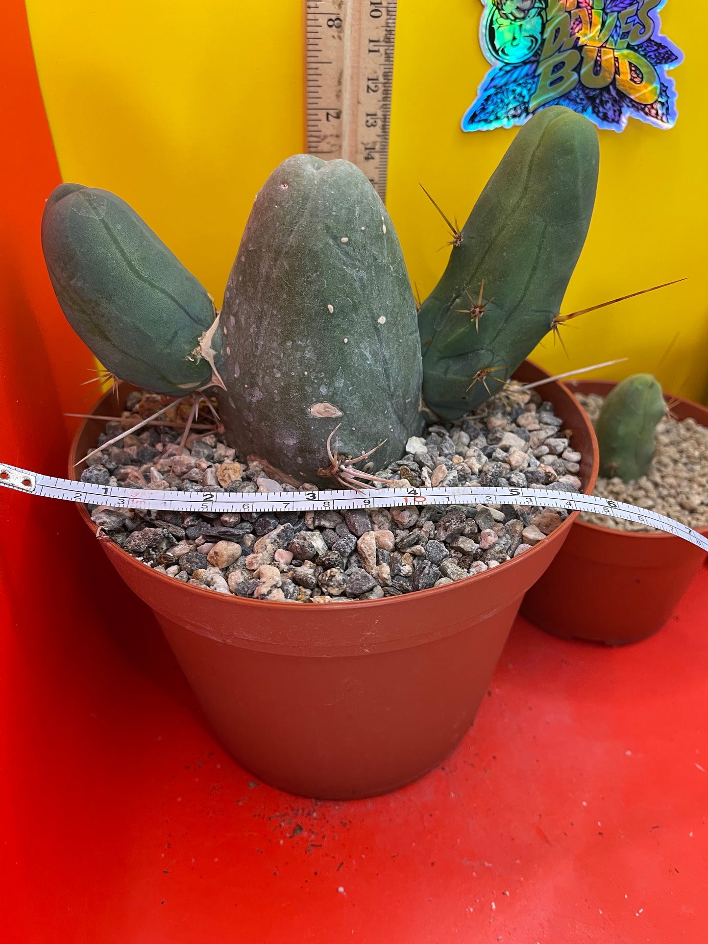 Rooted TBM CACTUS  with 2 branching arms