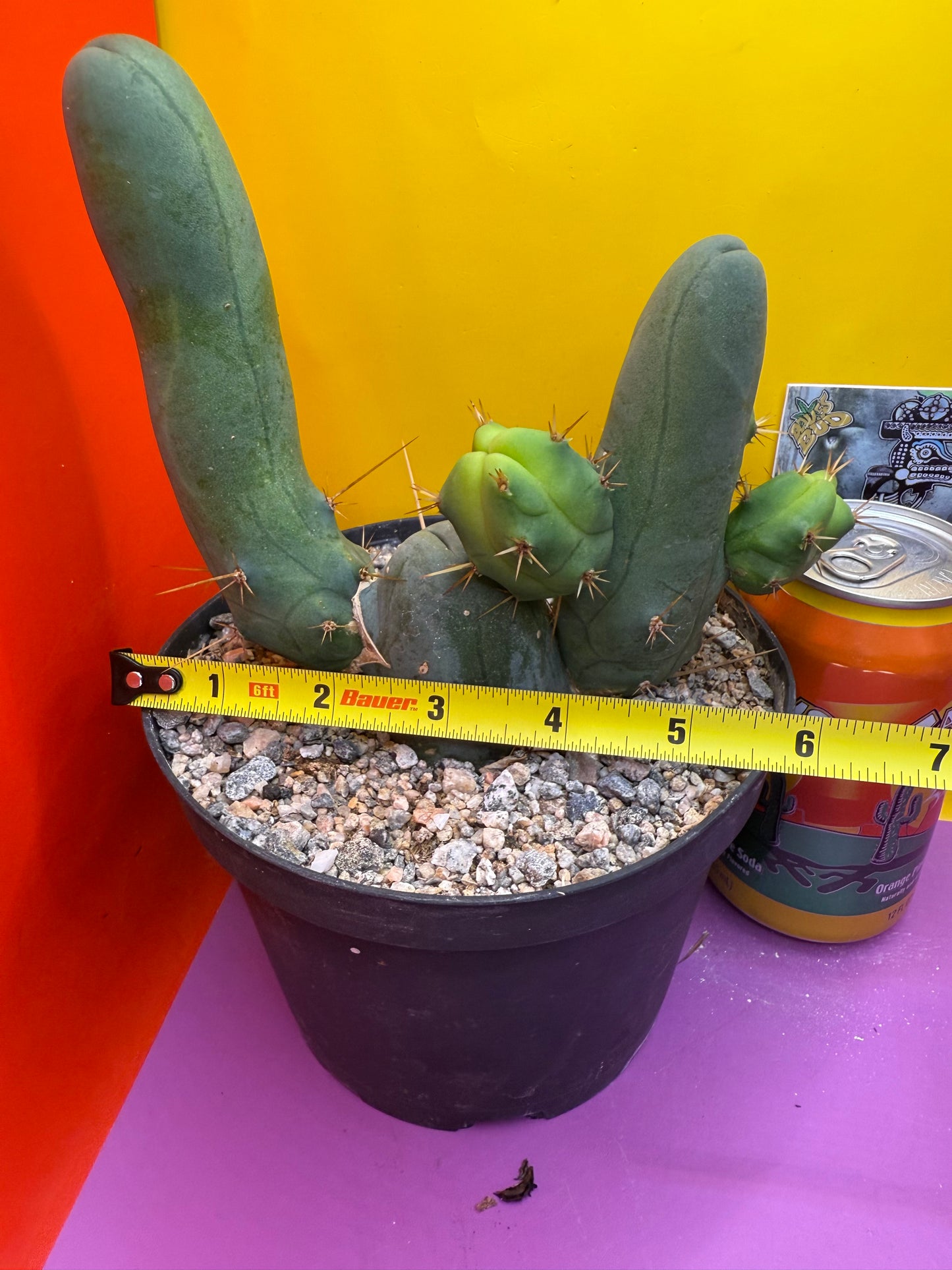 Tbm in 6” wide pot with 6 segments