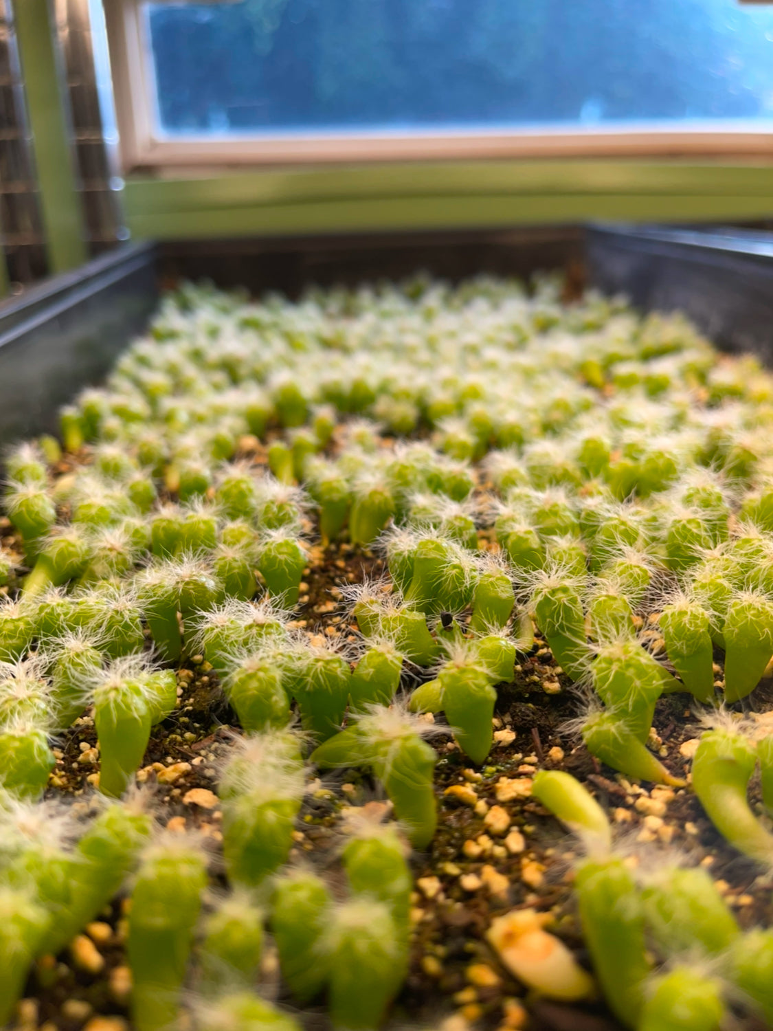 Cephalocereus Senilis Seeds