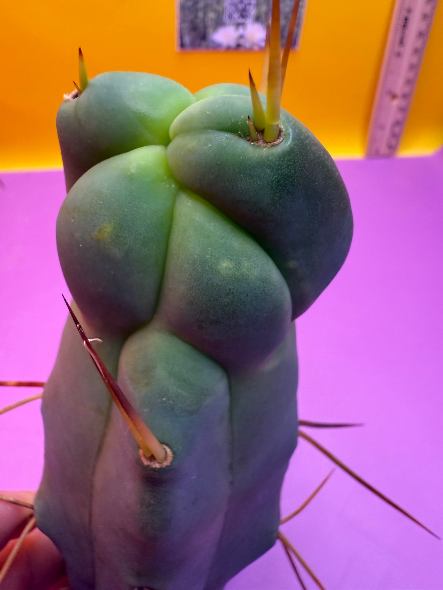 Walt’s dragon 🐉