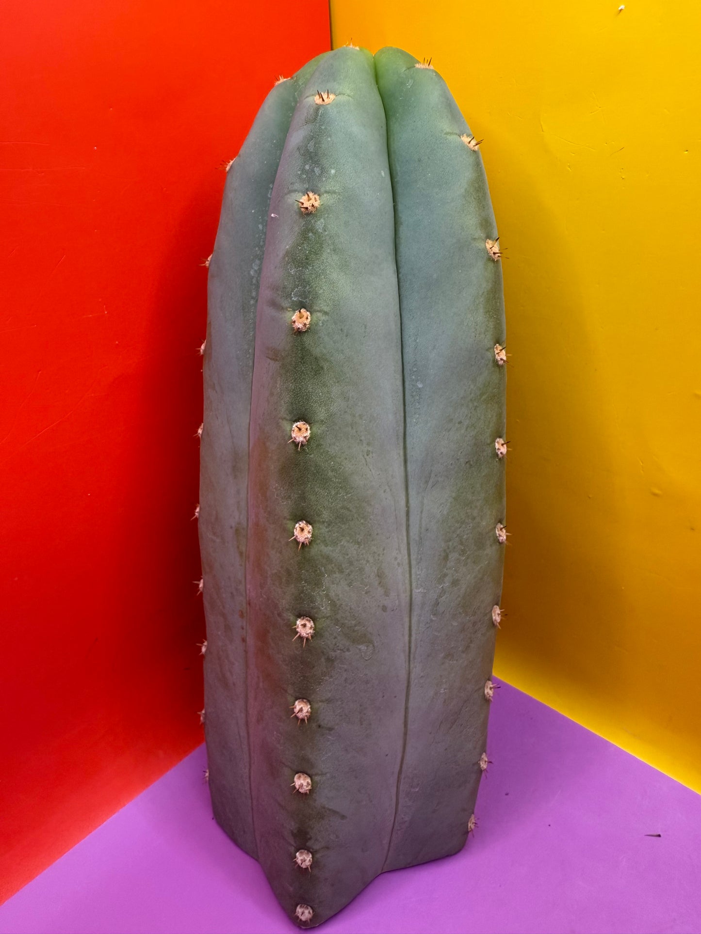 BLUE JUULES GIANT !