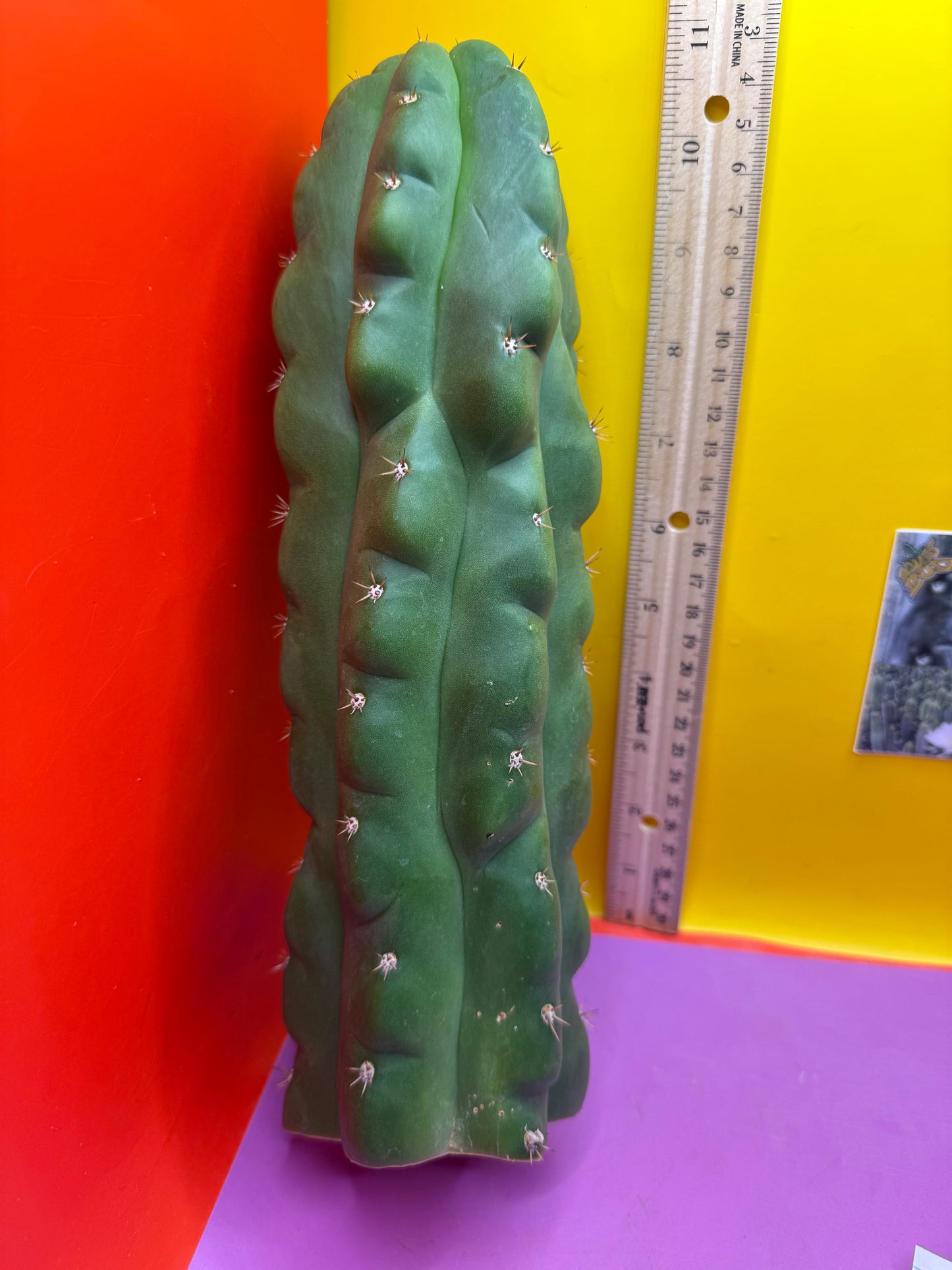 TPM ! Monstrose tricho