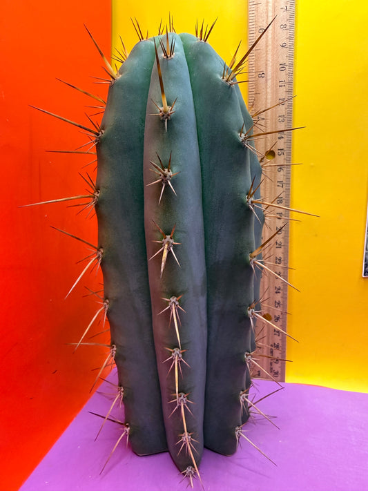 “RC’s T.P. 🧻”  trichocereus peruvianus !!
