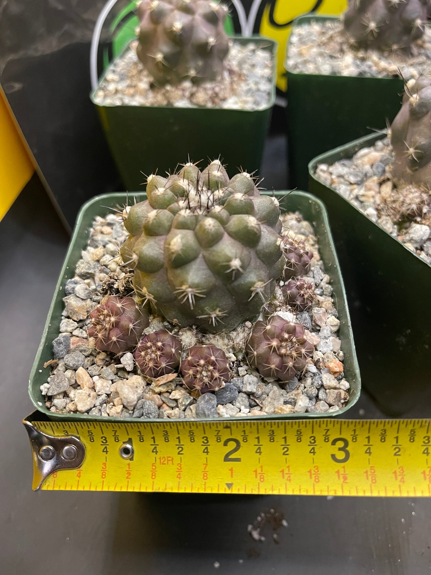 Copiapoa with tons of fresh pups !!