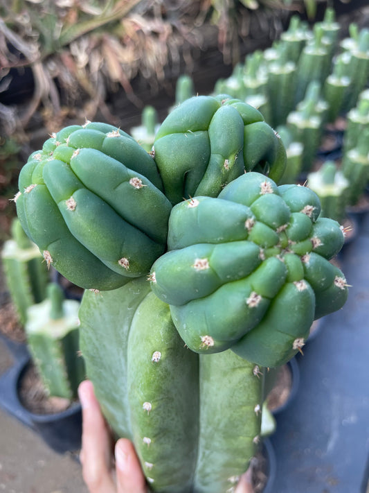 Freak Cahuilla !!! Trichocereus