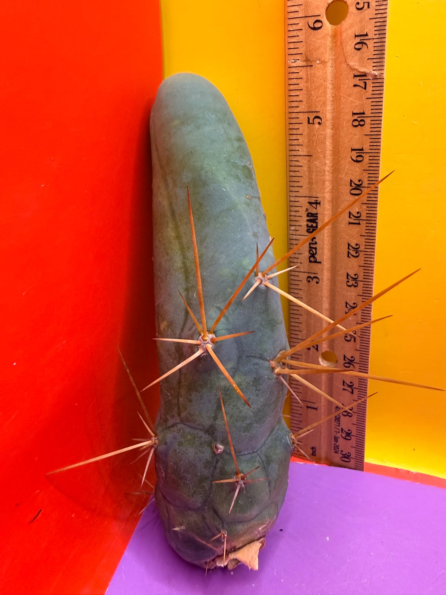 TBM !! TYPE b enormous !!!