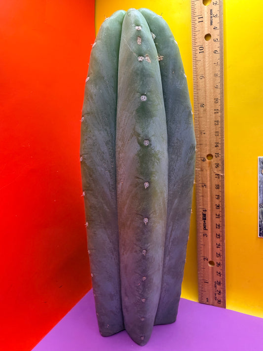 Cahuilla !!