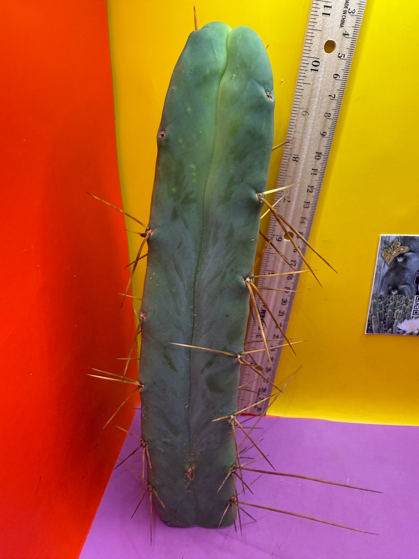 4 Wind Bridgesii “LMA” La Mirada Angelo