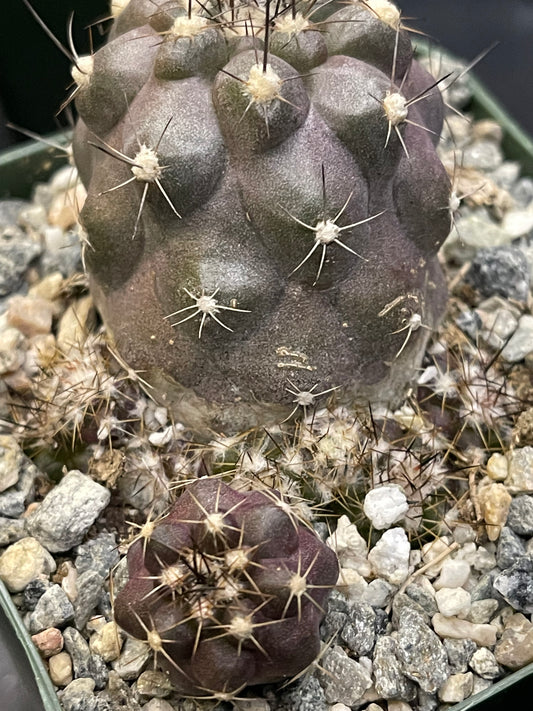 Copiapoa Humilis