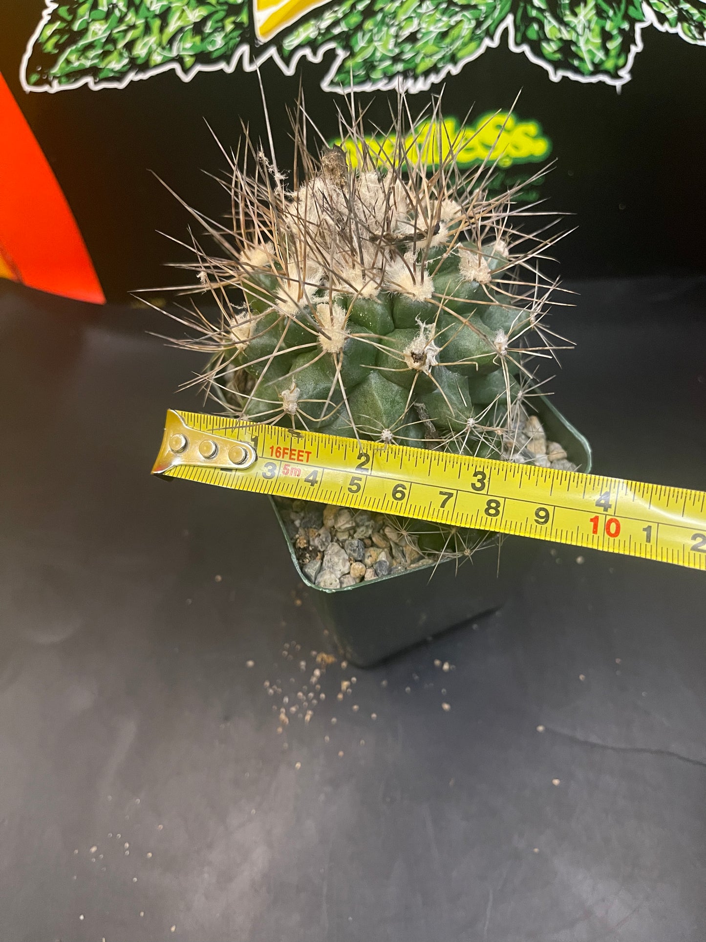 FAT copiapoa paposoensis with pup !