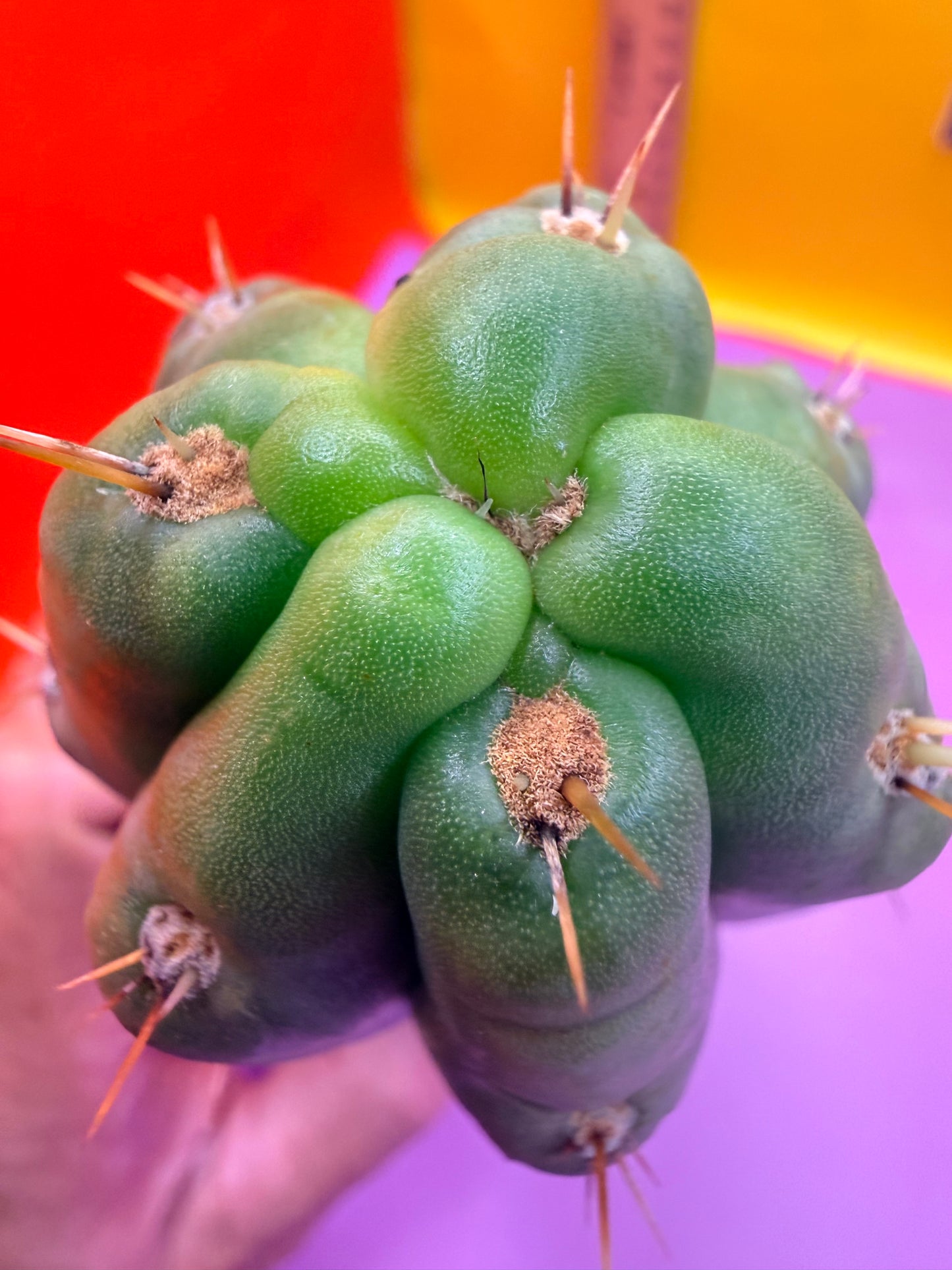 SS03 !!! TRICHOCEREUS