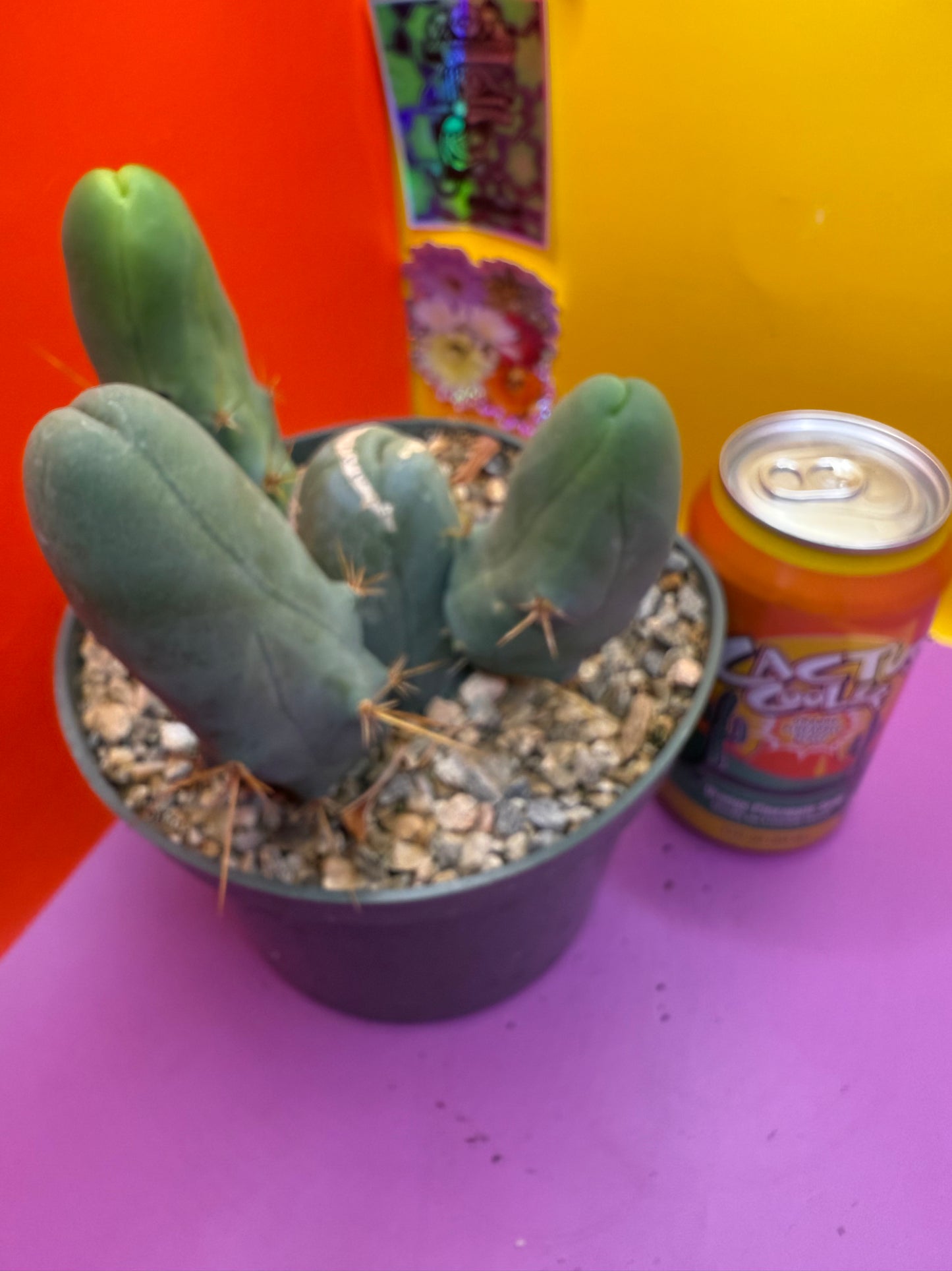 TBM potted cactus with 4 segments !!