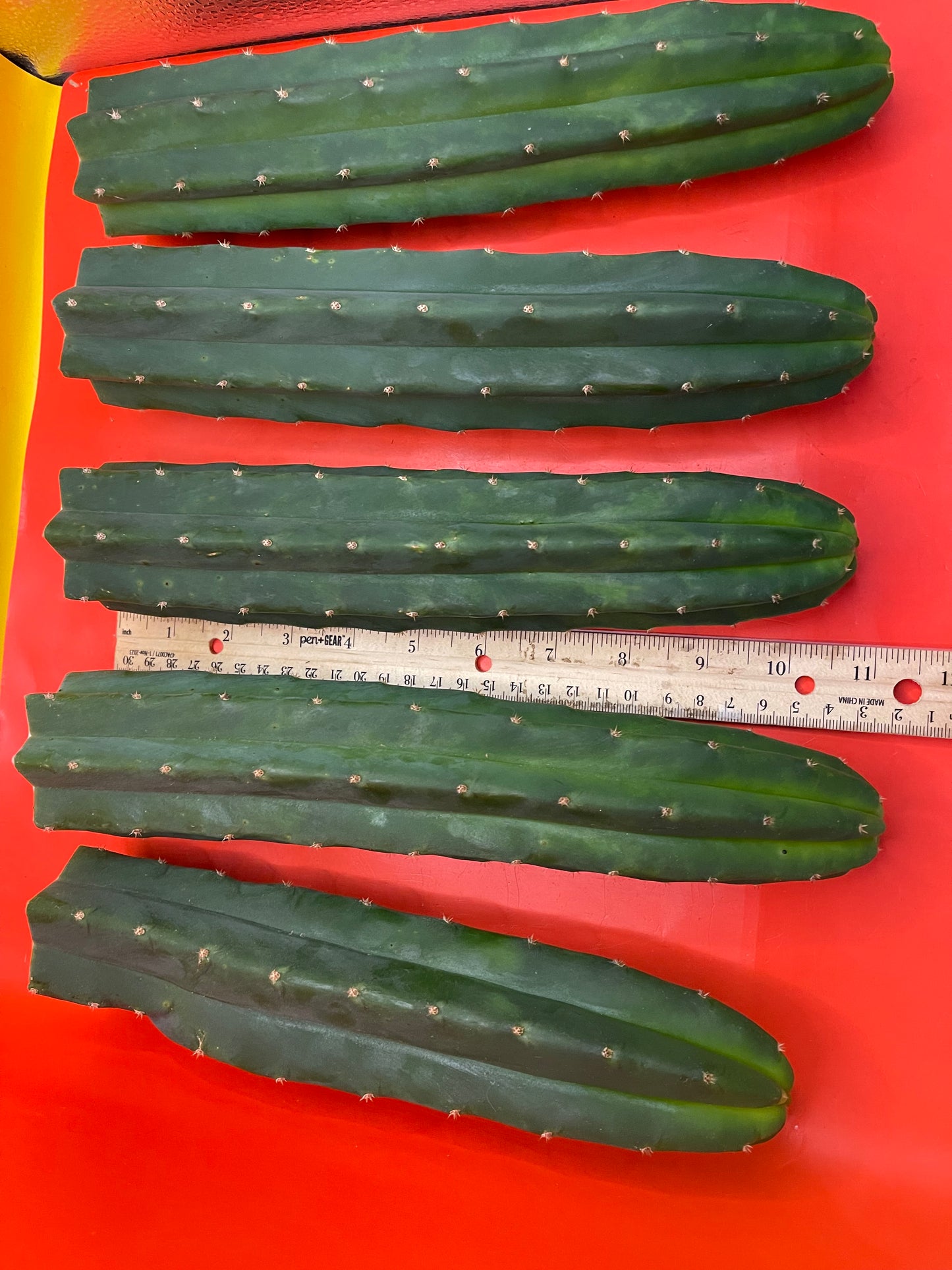 San Pedro cactus