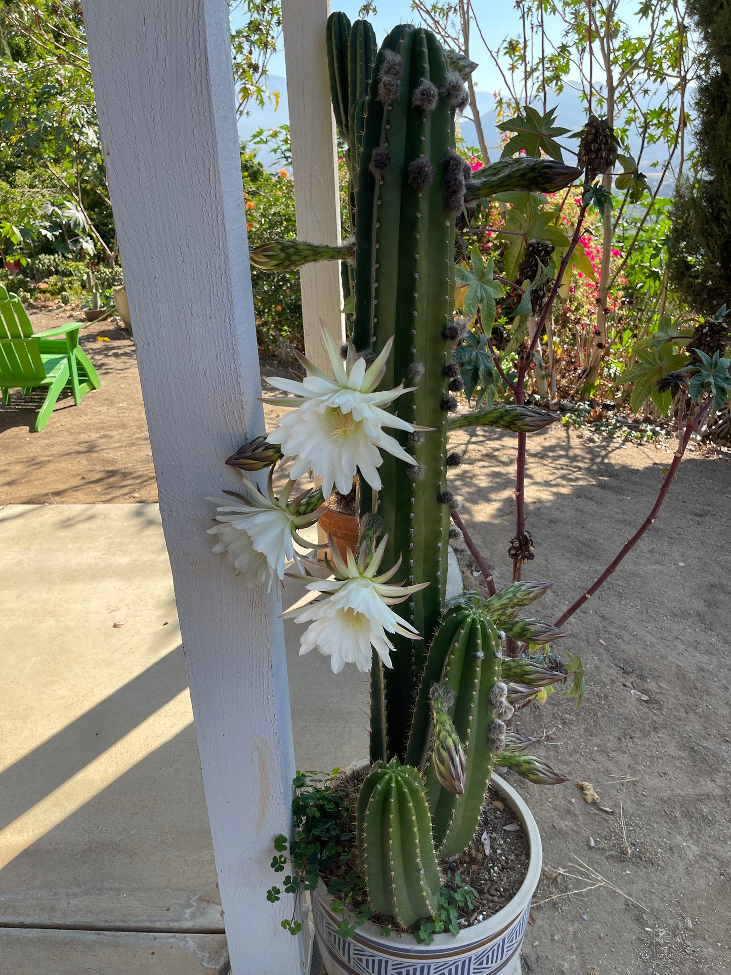 CACTO HEBRIDO cactus cutting ! The second Picture  shows cutting for sale