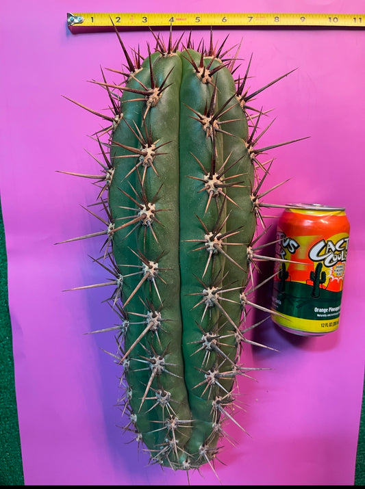 2025 harvest - 50 SEEDS OF one of the largest San Pedro Cactus - Trichocereus TACAQUIRENSIS!