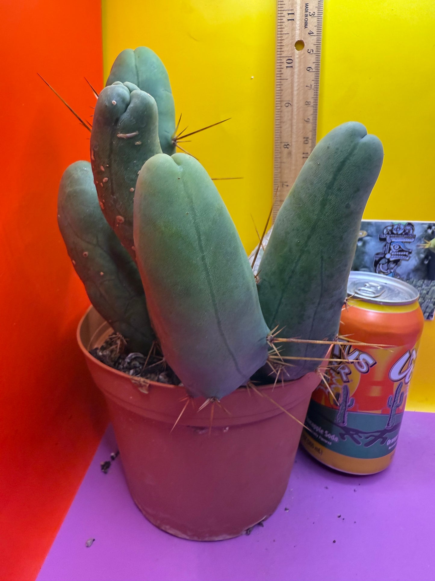 BIG OLE’ TBM stand ! The biggest available this week !