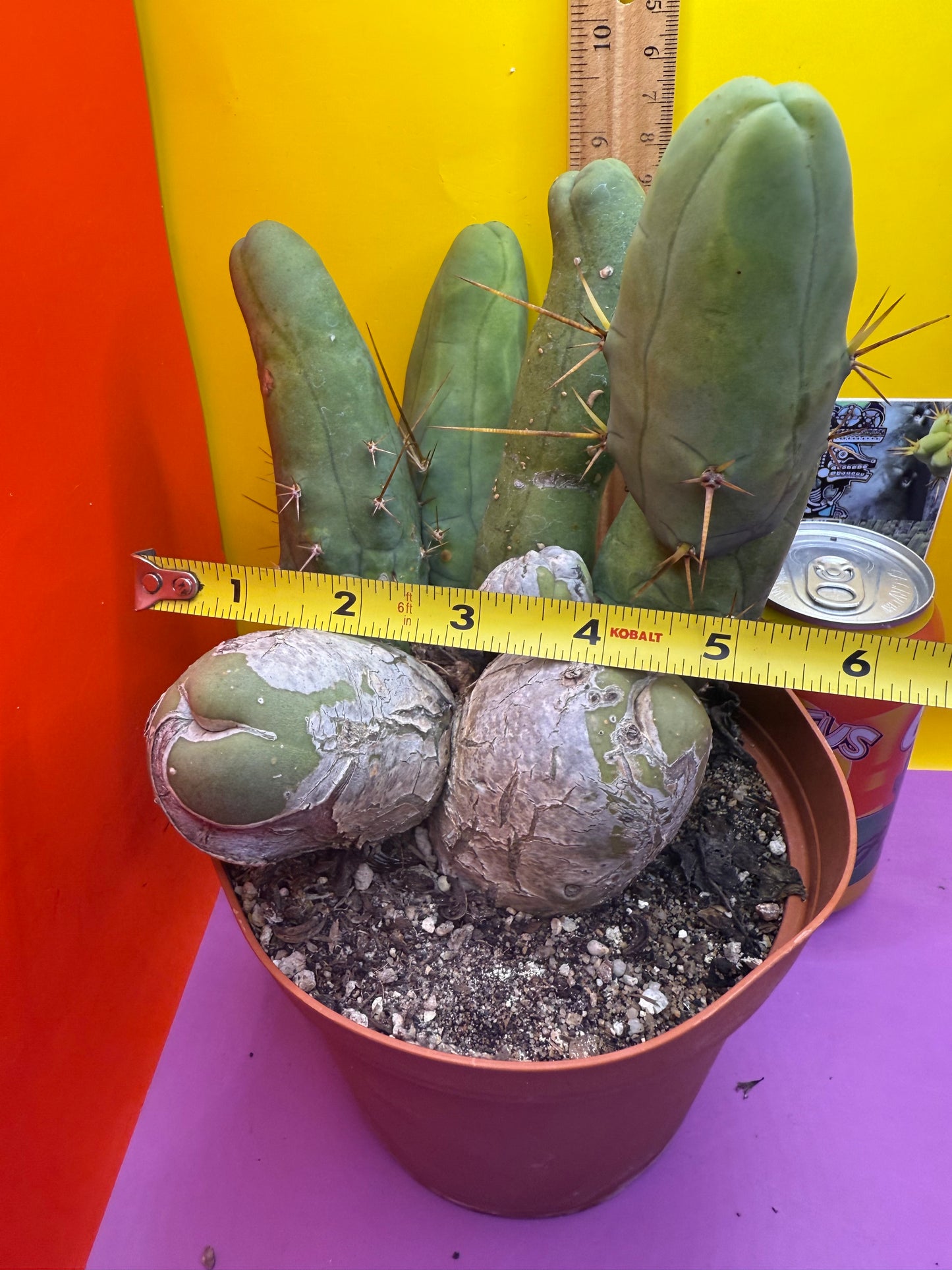 BIG OLE’ TBM stand ! The biggest available this week !