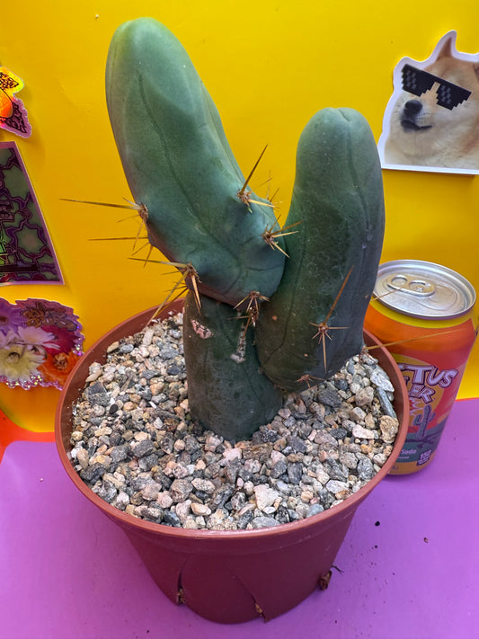 Huge fat triple segment Tbm exact cactus for sale  !