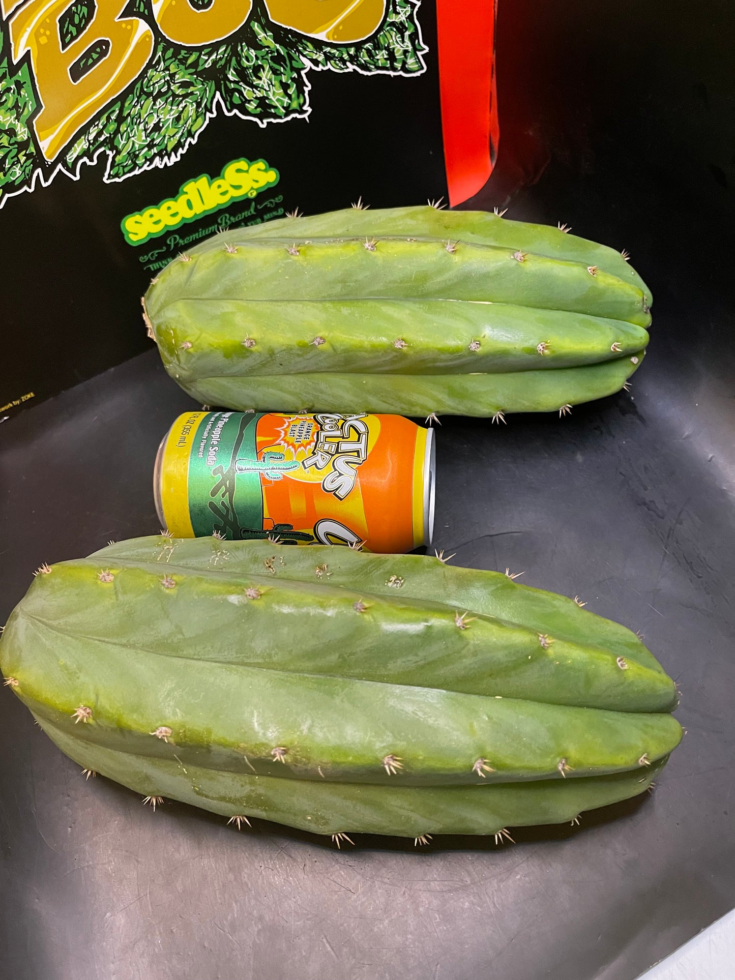 2 - 4” thick tips ! Big fat San Pedro cactus