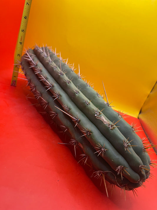 Big Fat Trichocereus Puquiensis