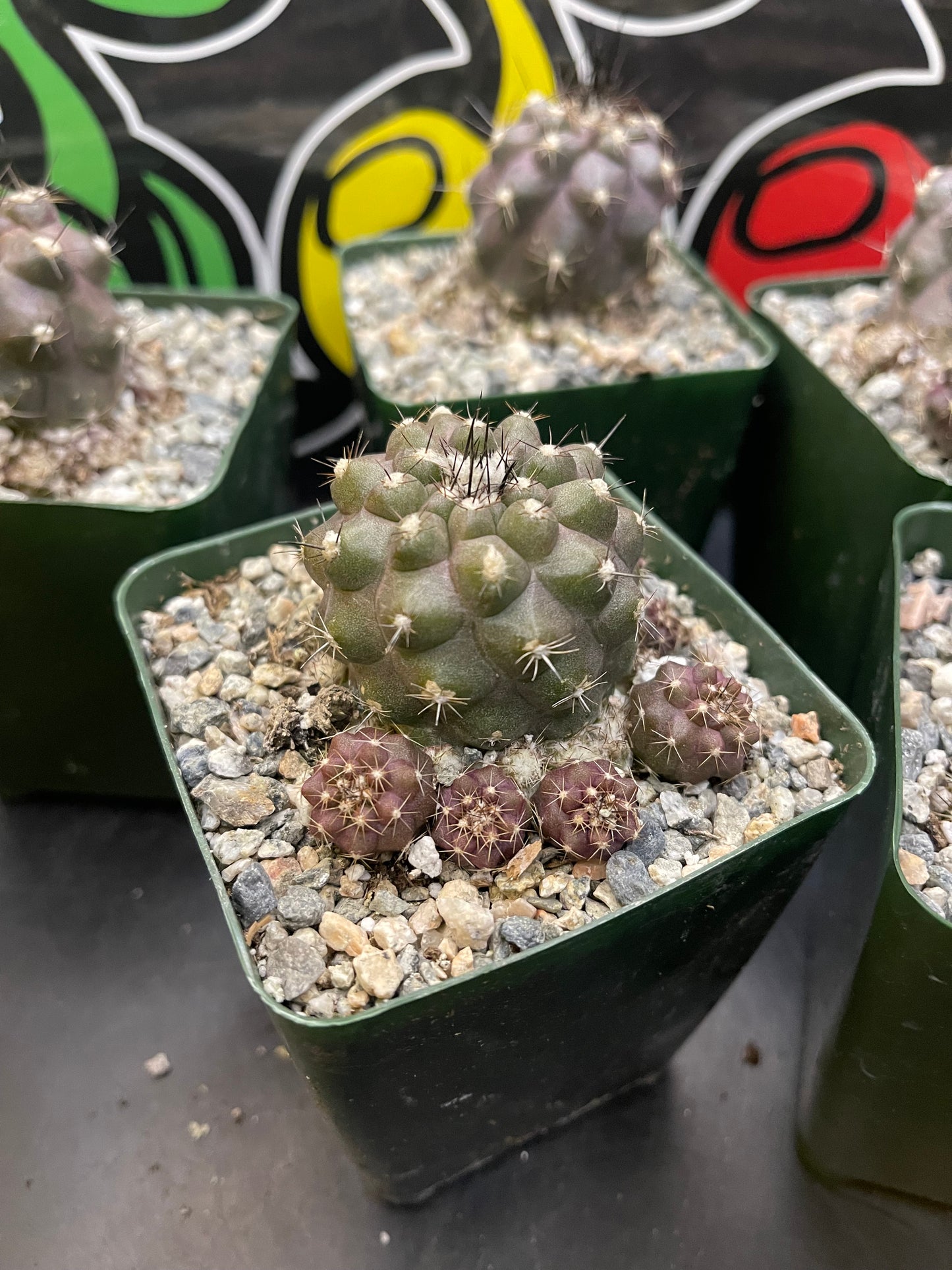 Copiapoa with tons of fresh pups !!