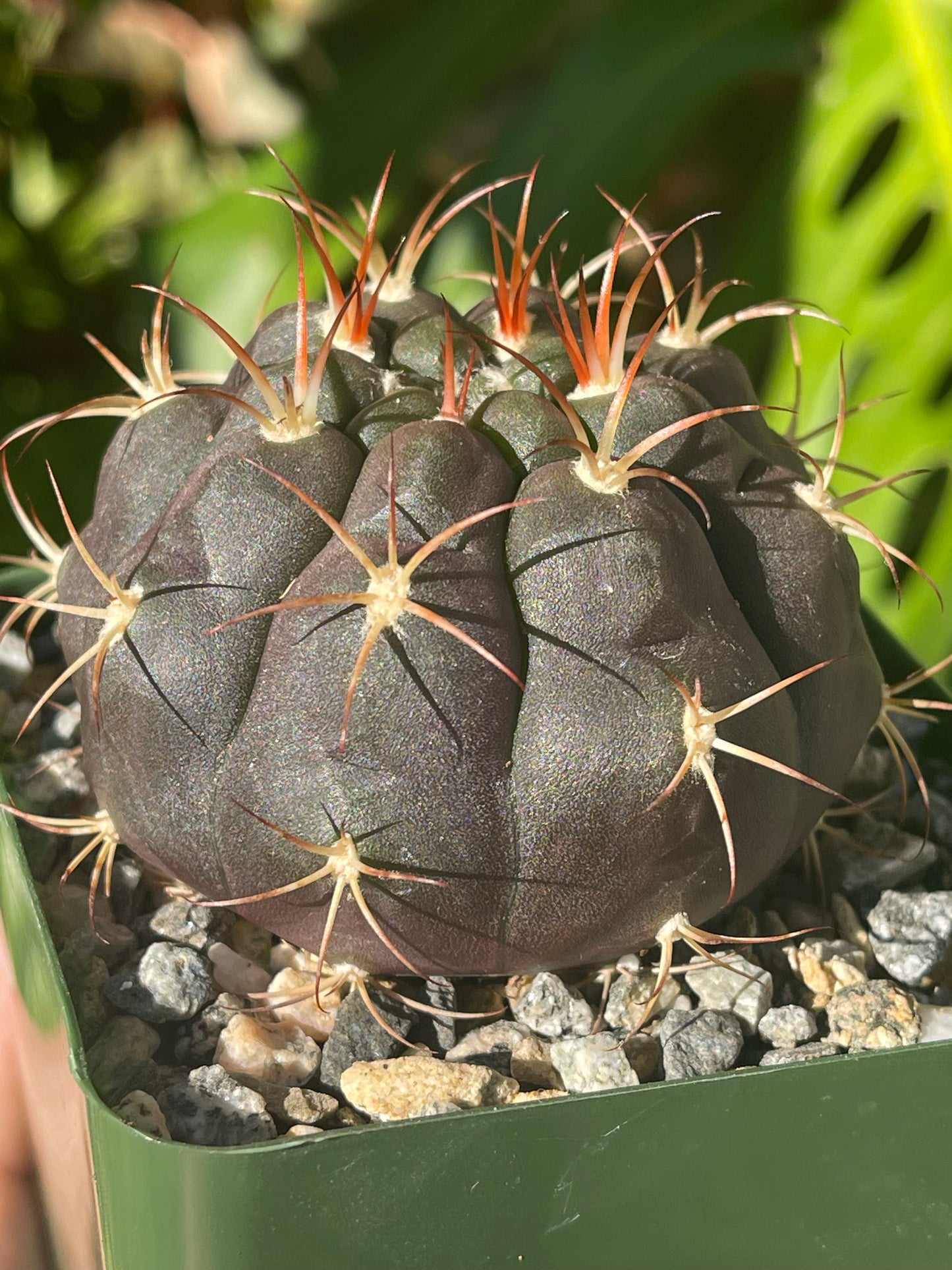 Gymnocalycium pflanzii albipulpa