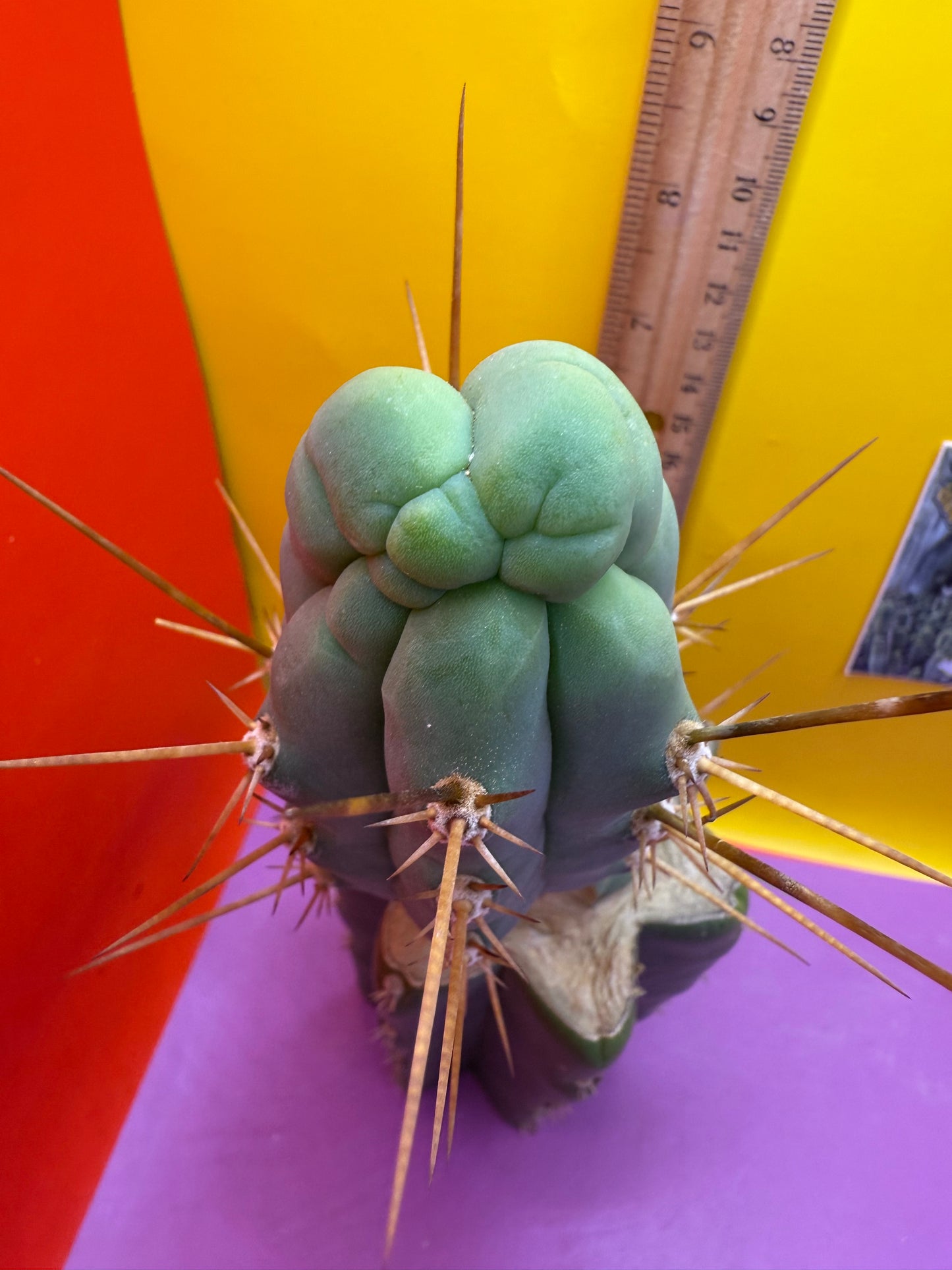 Bruce’s dragon graft