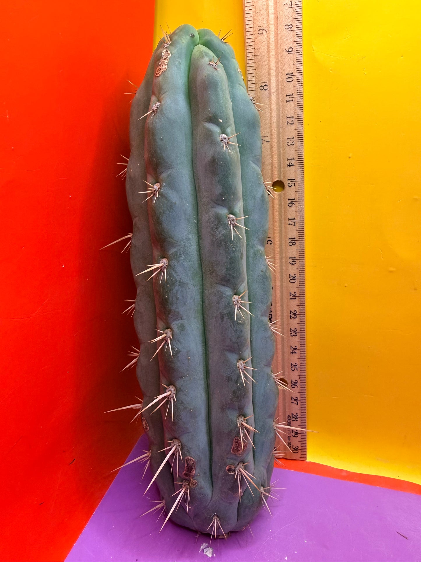 SS03 !!! TRICHOCEREUS