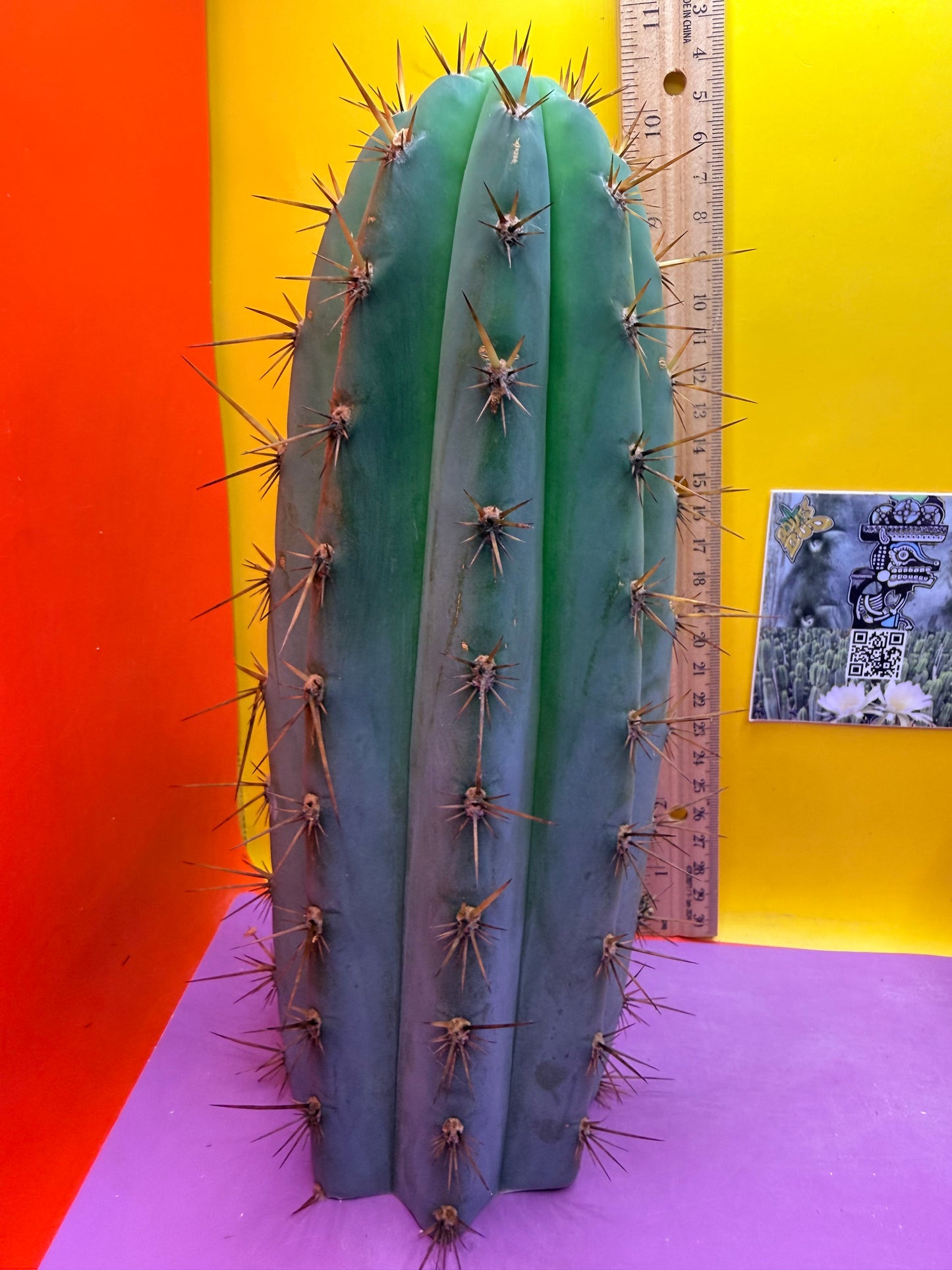 “Serra blue” San Pedro Cactus !
