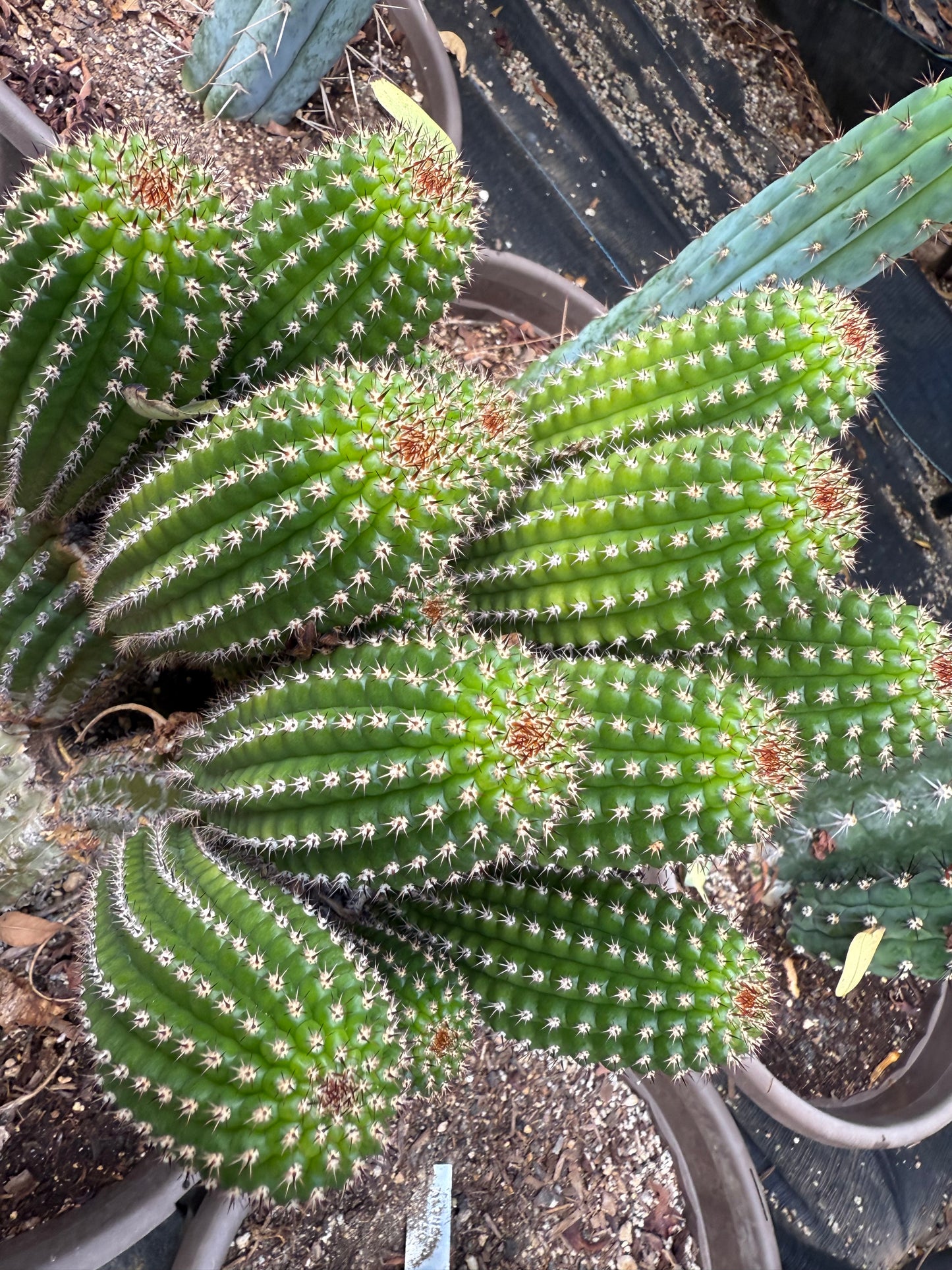 Trichocereus Brevispinulosus x Cahuilla seeds