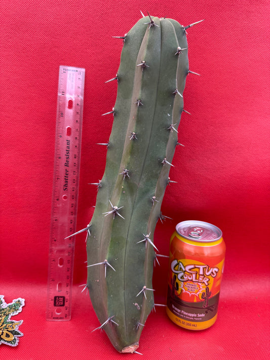 Myrtillocactus geometrizans