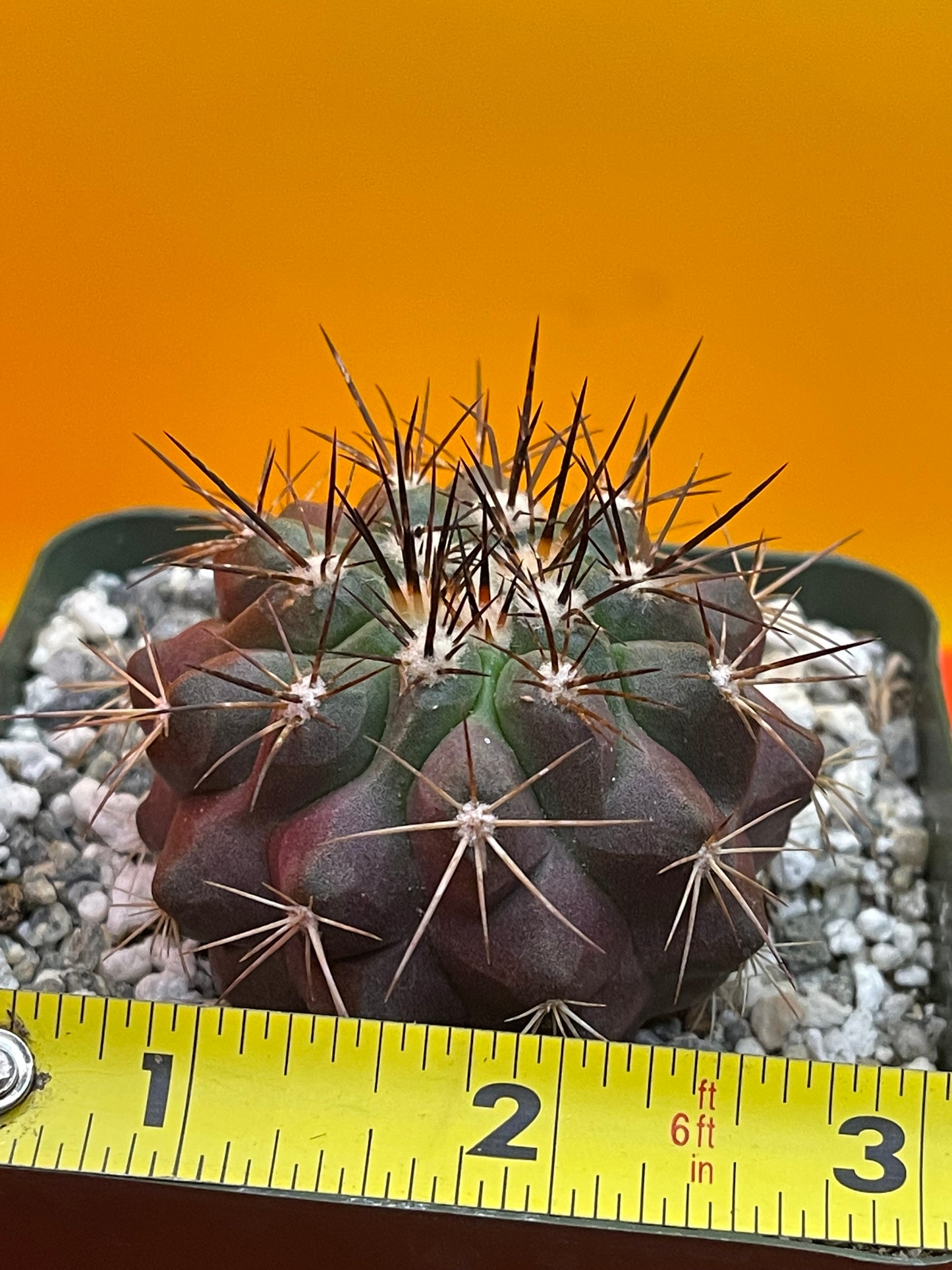 Copiapoa !!!