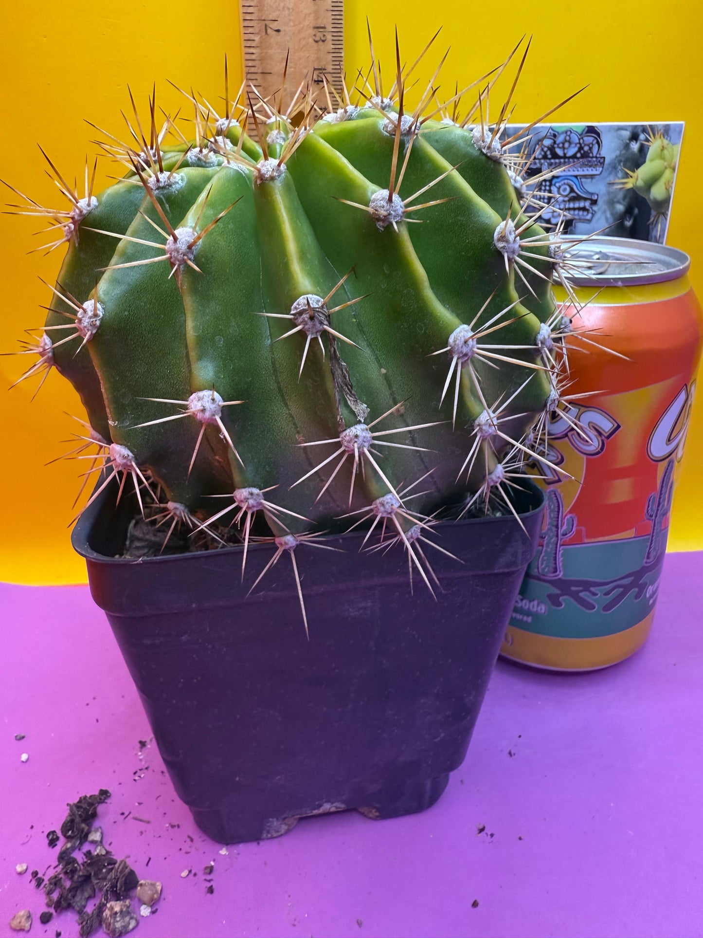 Flowering echinopsis cactus !