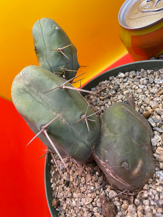 “TBM cactus ”