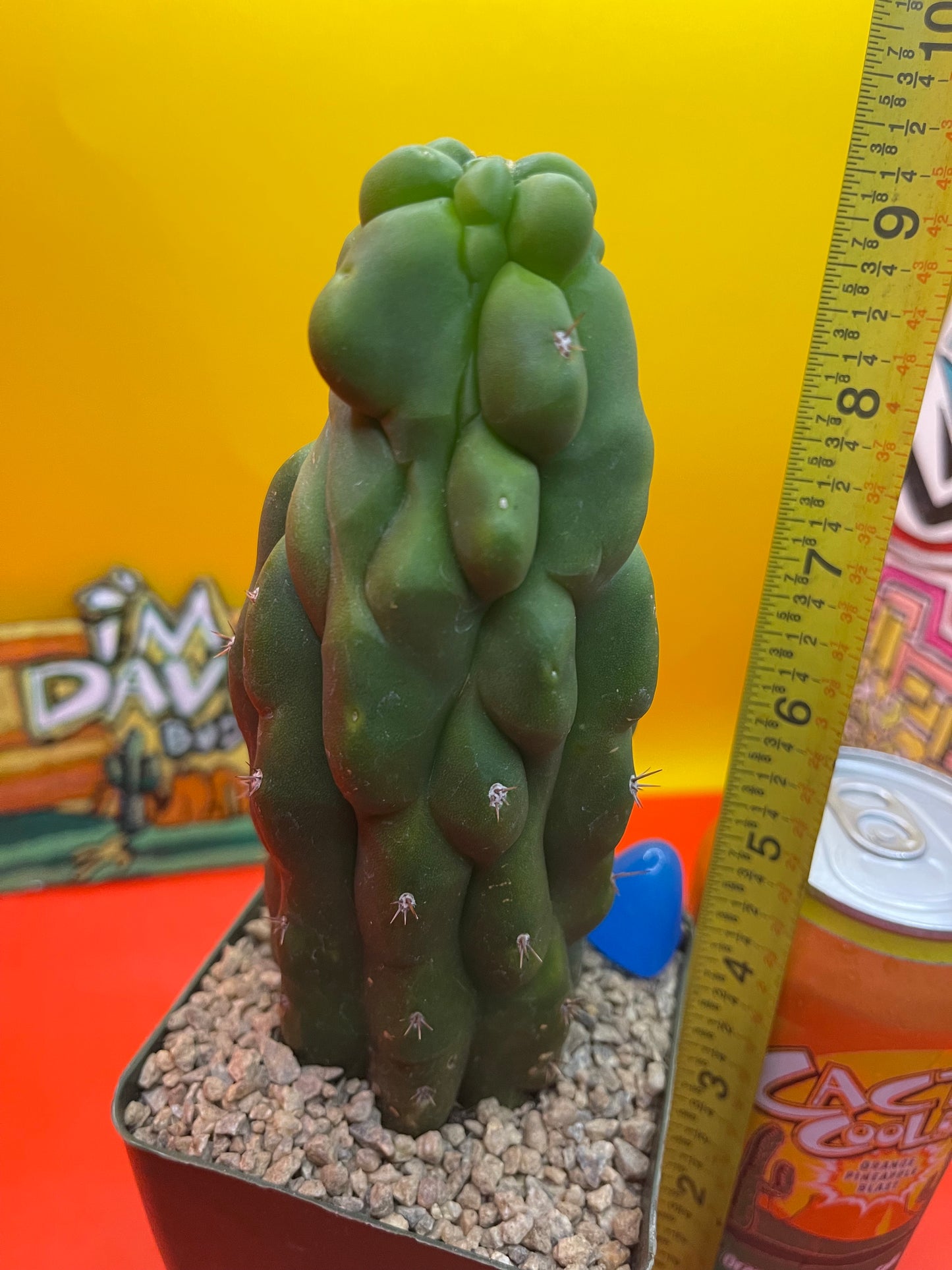 TPM CACTUS