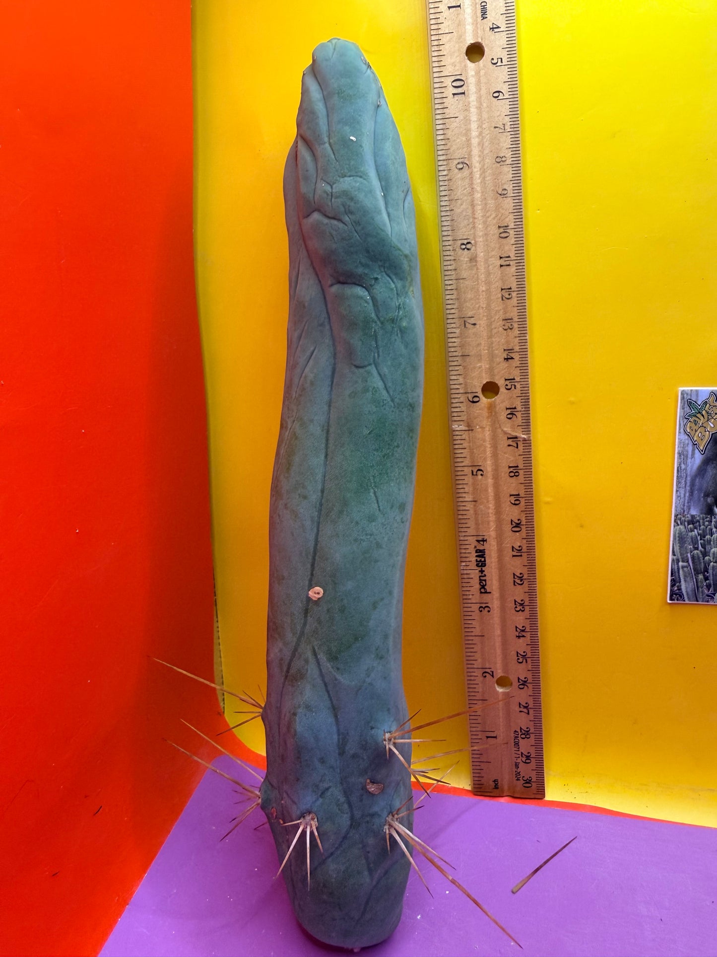 Long form TBM cactus cutting type A