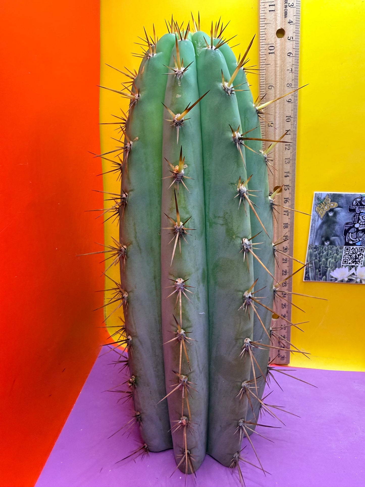 “Serra blue” San Pedro Cactus !