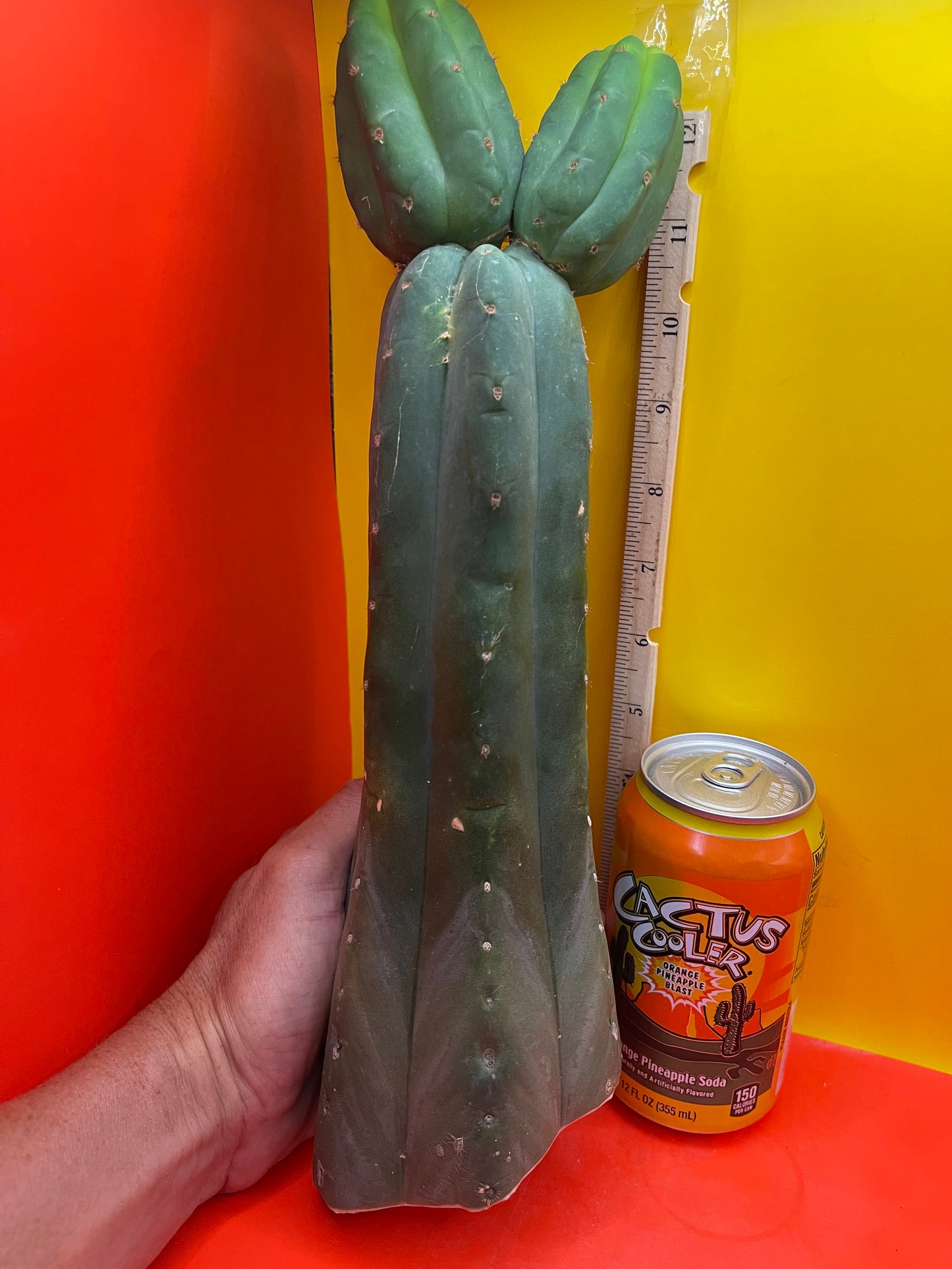 Trichocereus , San Pedro cactus cutting (NOT-p.c.) …..cultivar name is  CAHUILLA !!!