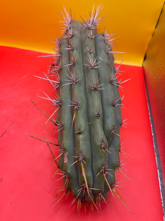 Trichocereus Puquiensis - cv “Linda”