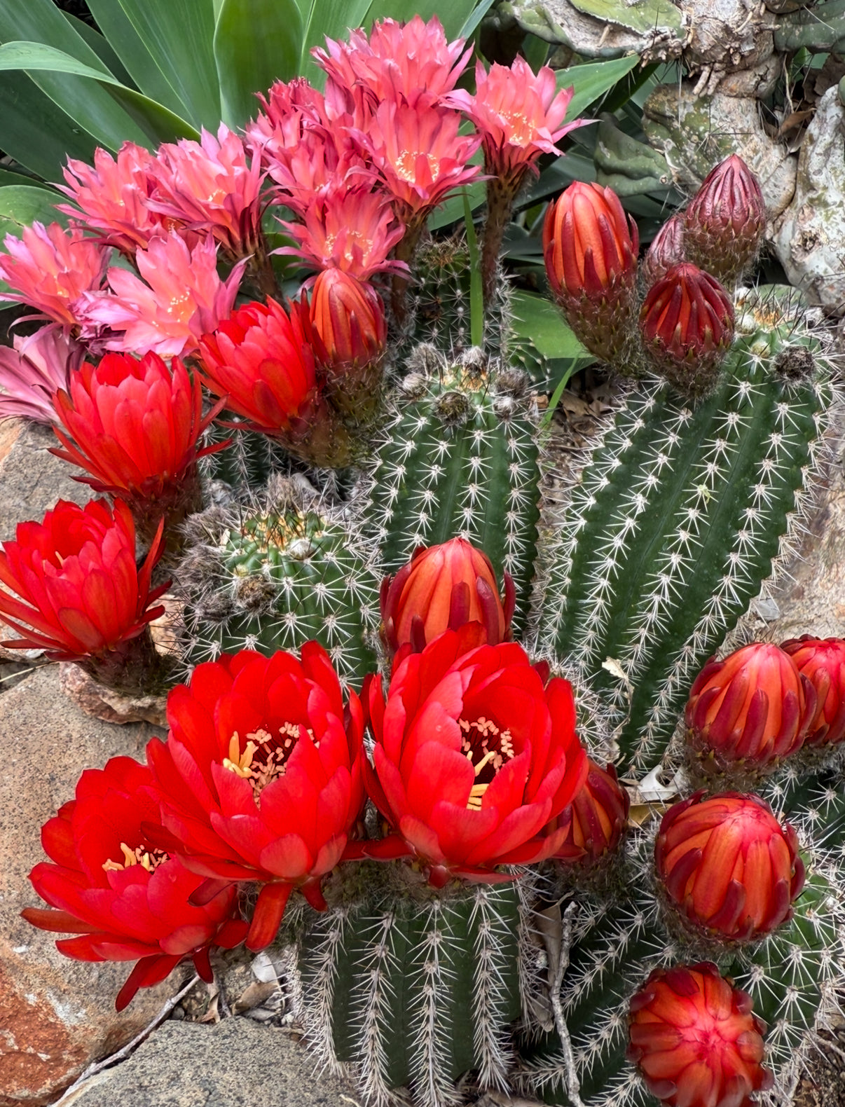 Red Lobivia purpureominiata seeds .