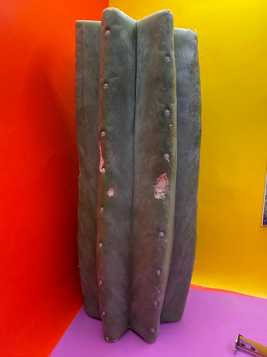 Cahuilla 3.5” thick !from the original stand