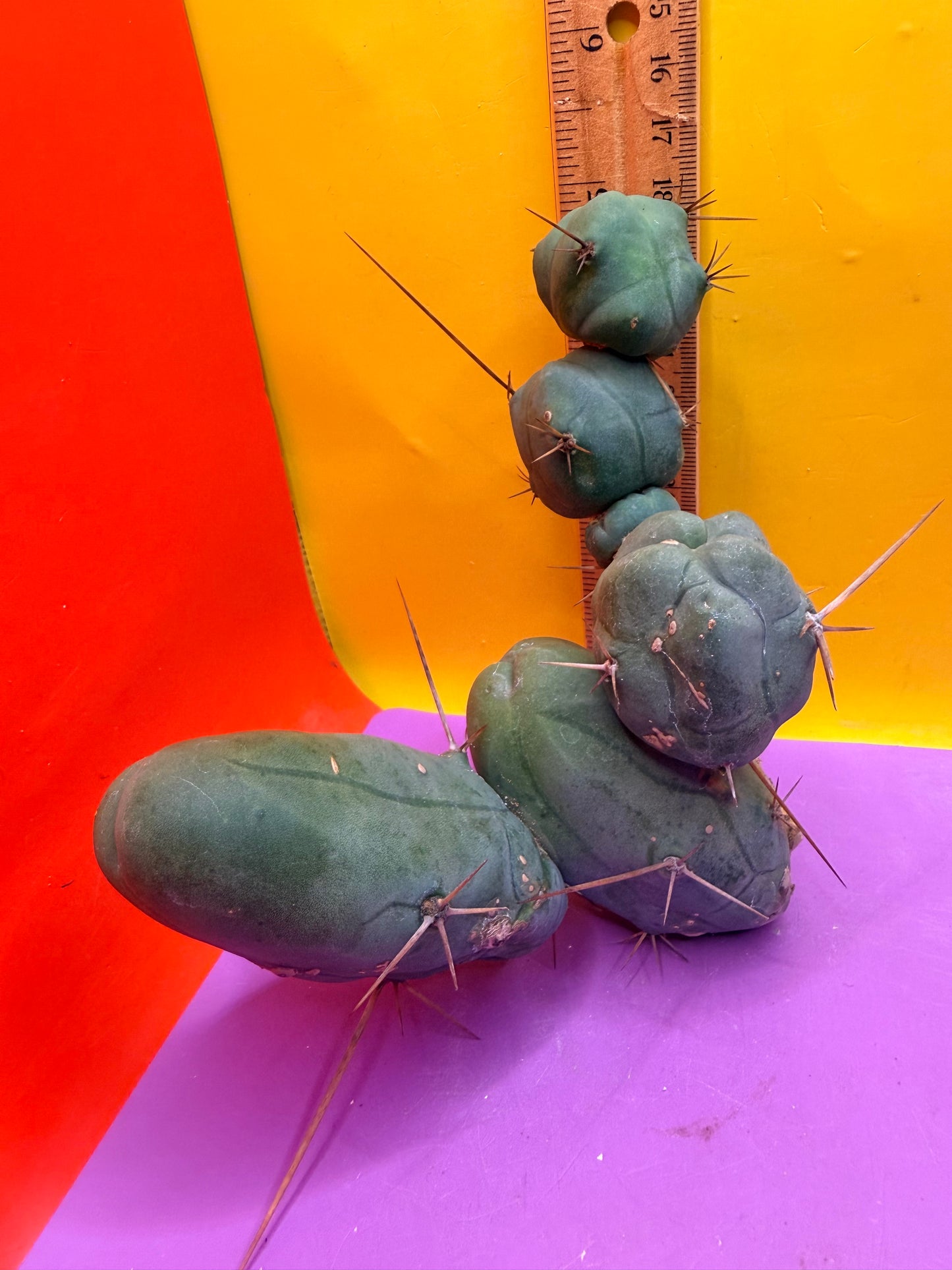 TBM !!!! 5 segment branching !